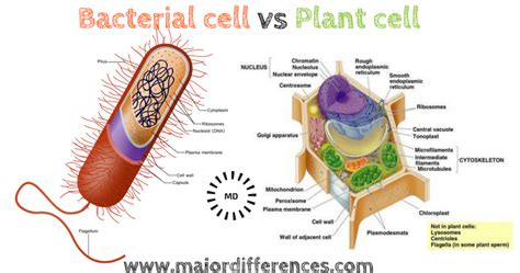 Do plant cells have structure. Difference between Bacterial Cell and Plant cell ...