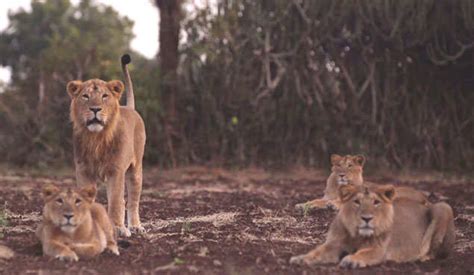 Lion Mothers Cubs After Lioness Dies India News Times Of India