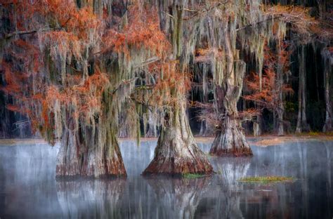 Bald Cypress Trees In An East Texas Swamp By Dean Fikar 500px