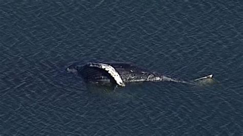 Humpback Found Dead Near Ferry Terminal Likely Hit By A Ship Necropsy