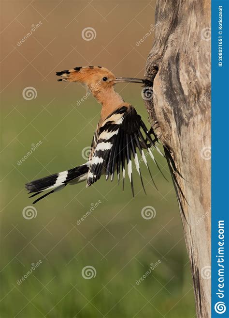 Eurasian Hoopoe Stock Image Image Of Feeding Bird 208021651
