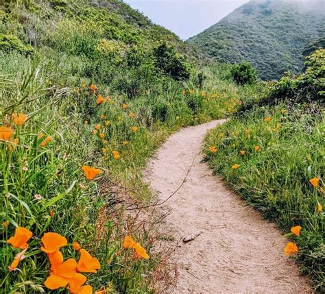 8 Gorgeous Big Sur Hiking Trails You Must Explore 2023 Veggies Abroad