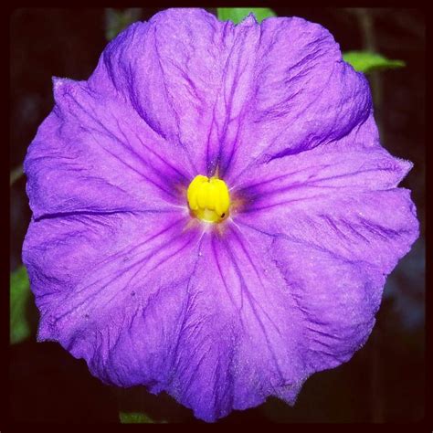 Maybe you would like to learn more about one of these? Pin on Flora