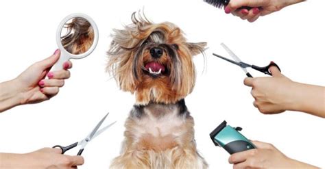Grooming At Home 5 Things You Absolutely Must Know Before You Start