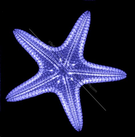 An X Ray Of A Starfish