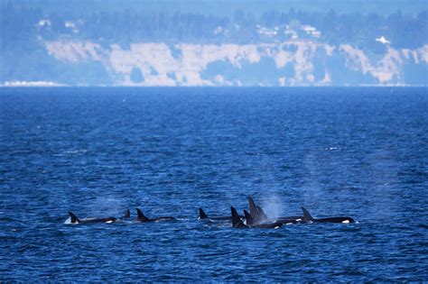 Pod Of Orca Whales Swimming Fine Art Photo Print Photos By Joseph C