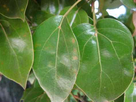 Choose from 1000+ tree leafs graphic resources and download in the form of png, eps, ai or psd. Trees of Santa Cruz County: Cinnamomum camphora - Camphor Tree