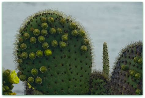 And it has earned some slack within the cactaceae family in which why is the prickly pears cactus chosen amongst the many thousands of other species in the cacti family? Giant Prickly Pear Cactus - schijfcactus | Punta Moreno ...