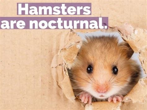 Hamsters Are Fascinating — And These Facts Prove It Always Pets
