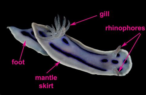 Sea Slugs Characteristics Habitats Reproductions And More