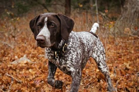 12 Best Hunting Dog Breeds Man Of Many Hunting Dogs Breeds Hunting