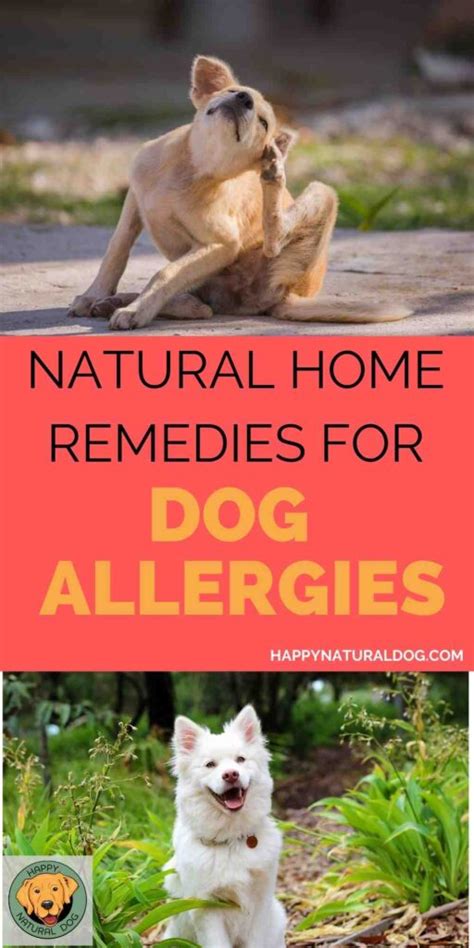 Best Home Remedies For Dog Allergies How To Stop The Itching Naturally