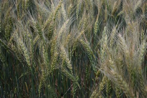 Grain Production To Ease Back After Record Winter Crop Abares Grain