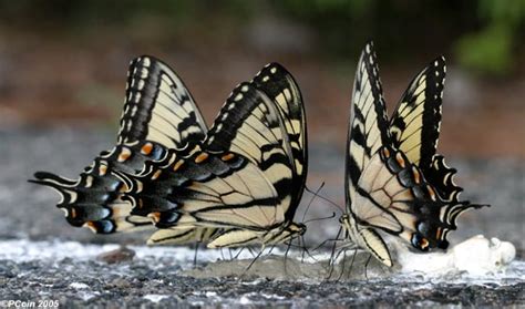 Eastern Tiger Swallowtails Feeding On Goose Dung Papilio Glaucus