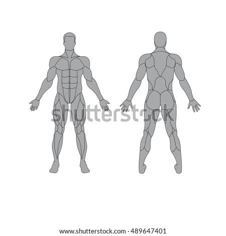 Muscular System Stock Images, Royalty-Free Images & Vectors | Shutterstock