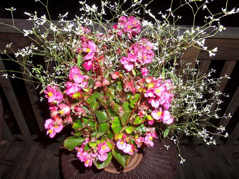 Noteworthy characteristics'diamond frost' blooms year round, and may be brought indoors or treated as an annual in cooler climates. Begonia with Diamond Frost | Diamond frost, Plants, Begonia