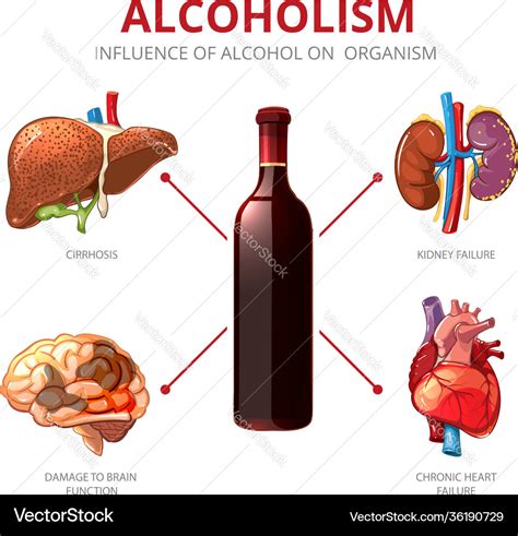 Effects Of Alcohol On Human Body Infographic In Flat 43 Off