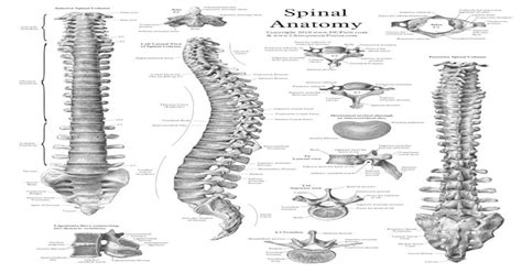 Spinal Anatomy Chiropractic · Anatomy Anterior Spinal Column Left