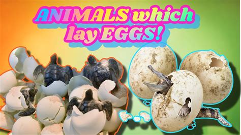 Animals Which Lay Eggs Educational Learning Videos For Kids Preschooler