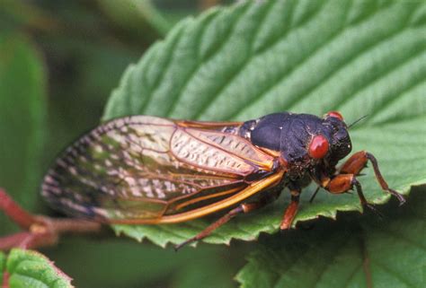 See 44 Facts On Cicadas Bugs Photos People Forgot To Tell You