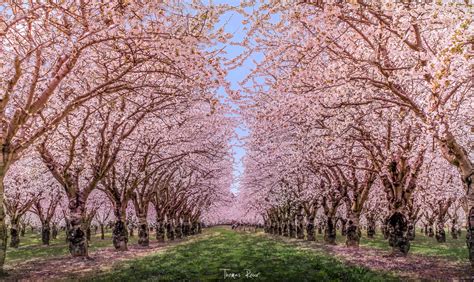 45 Charming Cherry Blossoms That Will Inspire Your Day 500px