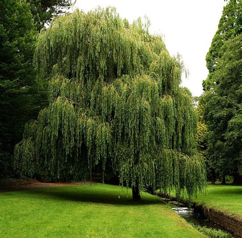 Weeping Willow 3 By Awjay On Deviantart