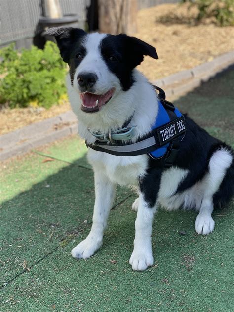 Offered Border Collie Male Stud