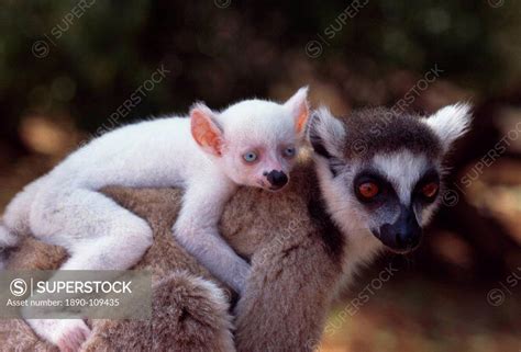 Ringtailed Lemur Lemur Catta All White Baby Male Sapphire Albino On