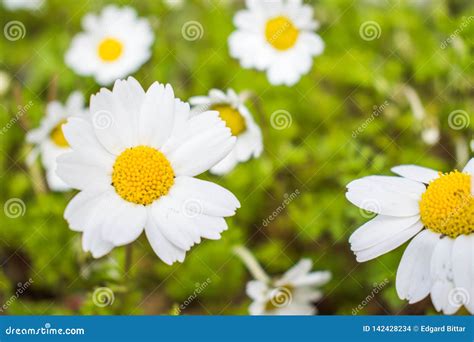 Beautiful Margaret Flower In The Garden Stock Photo Image Of