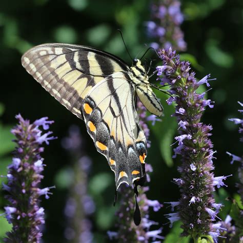 Female Eastern Tiger Swallowtails Papilio Celeste S Nature