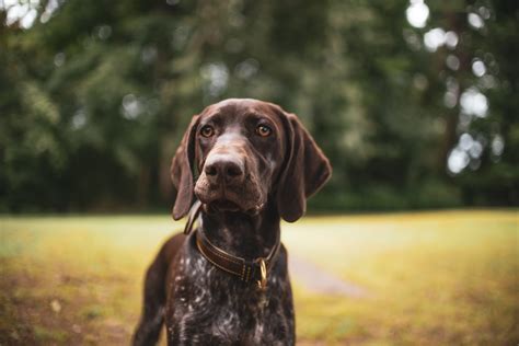 Male And Female German Shorthaired Pointer Weights And Heights By Age Whisker Therapy
