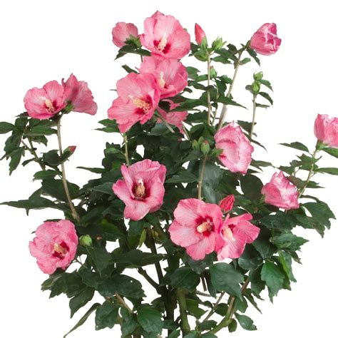 Proven Winners Pink Ruffled Satin Rose Of Sharon Flowering Shrub In 2 Gallon S Pot In The