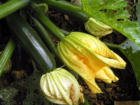 Zucchini Blossoms are Colorful and Edible | Summer ...