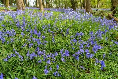 When To Plant Bluebell Bulbs Sproutl