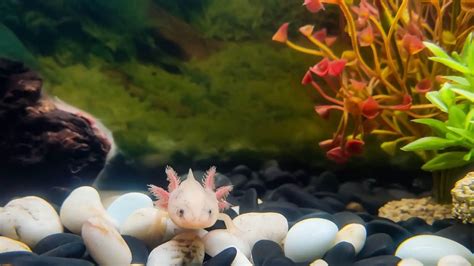 The Complete Guide To Keeping Axolotls As Pets Habitat Food Care