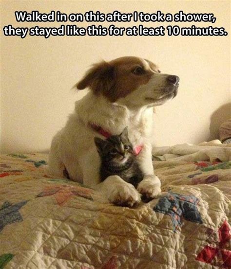 Dog And Cat Cuddle Too Cute For Words Pinterest