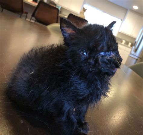Duo A Tiny Black Kitten Born With 2 Faces Is Stealing Hearts