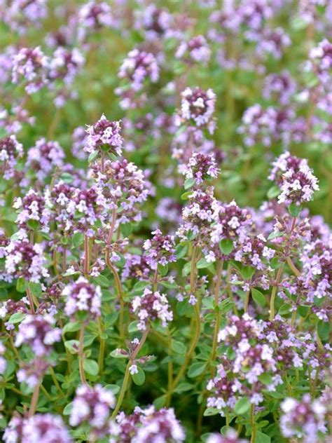 Maybe you would like to learn more about one of these? Thymus vulgaris 'Duftkissen' (M), Duft-Thymian, Garten ...