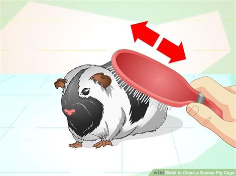 While there's no set rule regarding how often guinea pig cages must be cleaned, a good rule of thumb is to clean a guinea pig cage twice a week. How to Clean a Guinea Pig Cage (with Pictures) - wikiHow