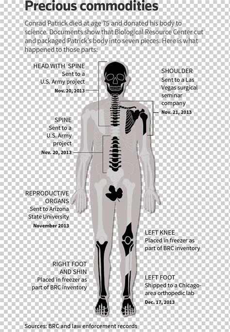 Human Body Shoulder Organ Anatomy Atlas Der Anatomie Des Menschen Body