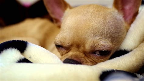 Sleeping Chihuahua Wake Up Youtube