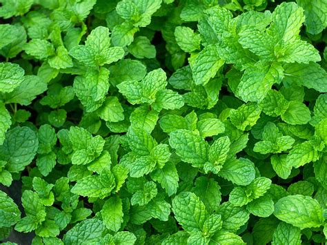 How To Grow Mint Complete Guide To Growing Mints How To Garden