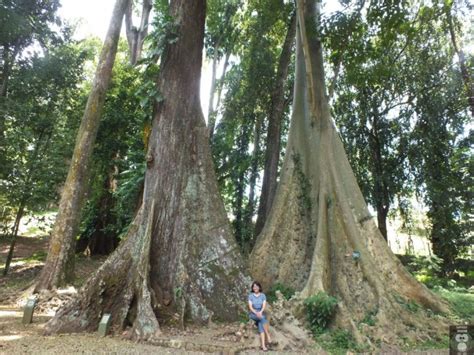 Pohon Jodoh Kebun Raya Bogor Lovely Bogor