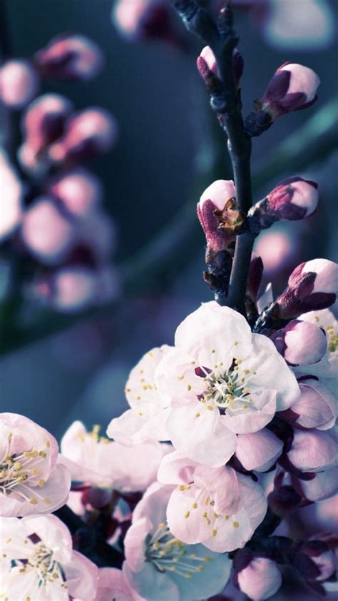 Cherry Blossom Wallpaper For Iphone Wallpapersafari