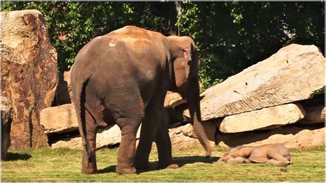 This Momma Elephant Was Frantically Trying To Wake Up Her Baby So