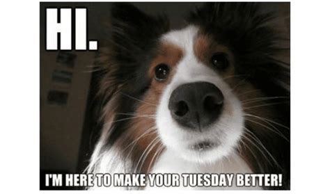 Days like these are not always easy in the life of an funny happy tuesday memes 029. 100 Funny Tuesday Memes, Pictures & Images for Motivation