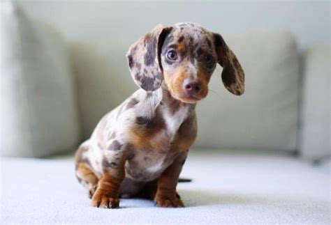 Dapple Dachshund All You Need To Know About Dapple Doxie K9 Web