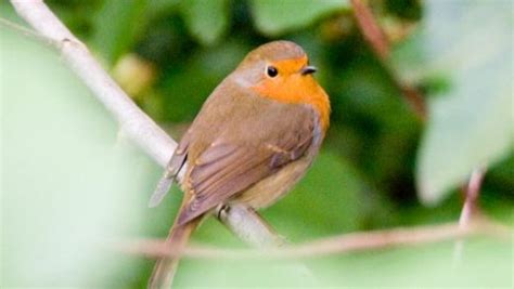 Amazing Facts About Robins Onekindplanet Animal Education And Facts