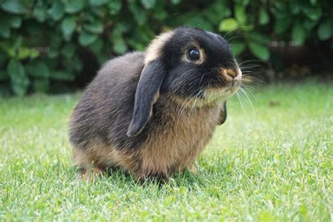 Types Of Lop Rabbits With Pictures Hepper