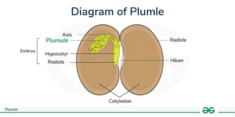 Plumule Of Seed Structure Feature And Diagram Geeksforgeeks